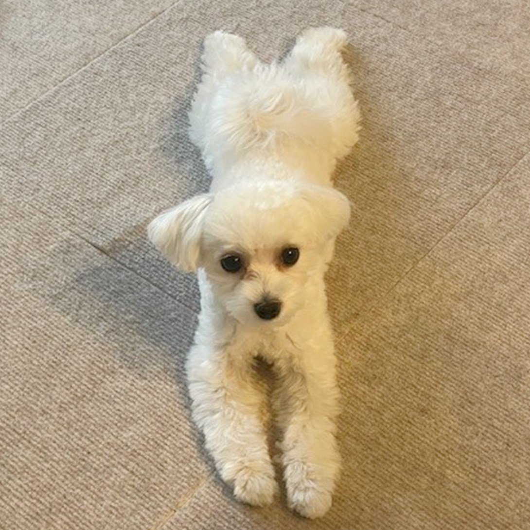 マルプーの成犬