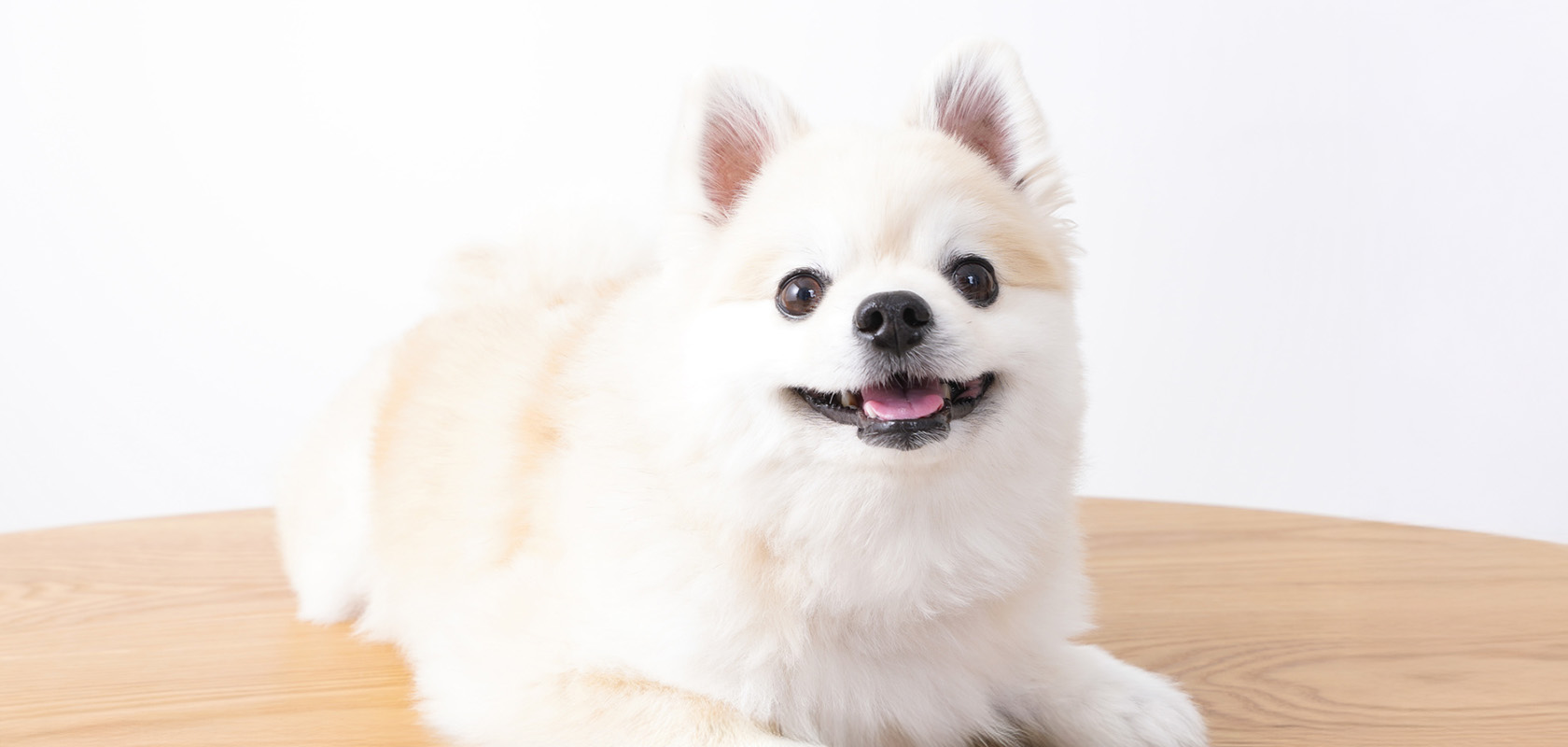 共働きの方におすすめな愛犬の留守番対策