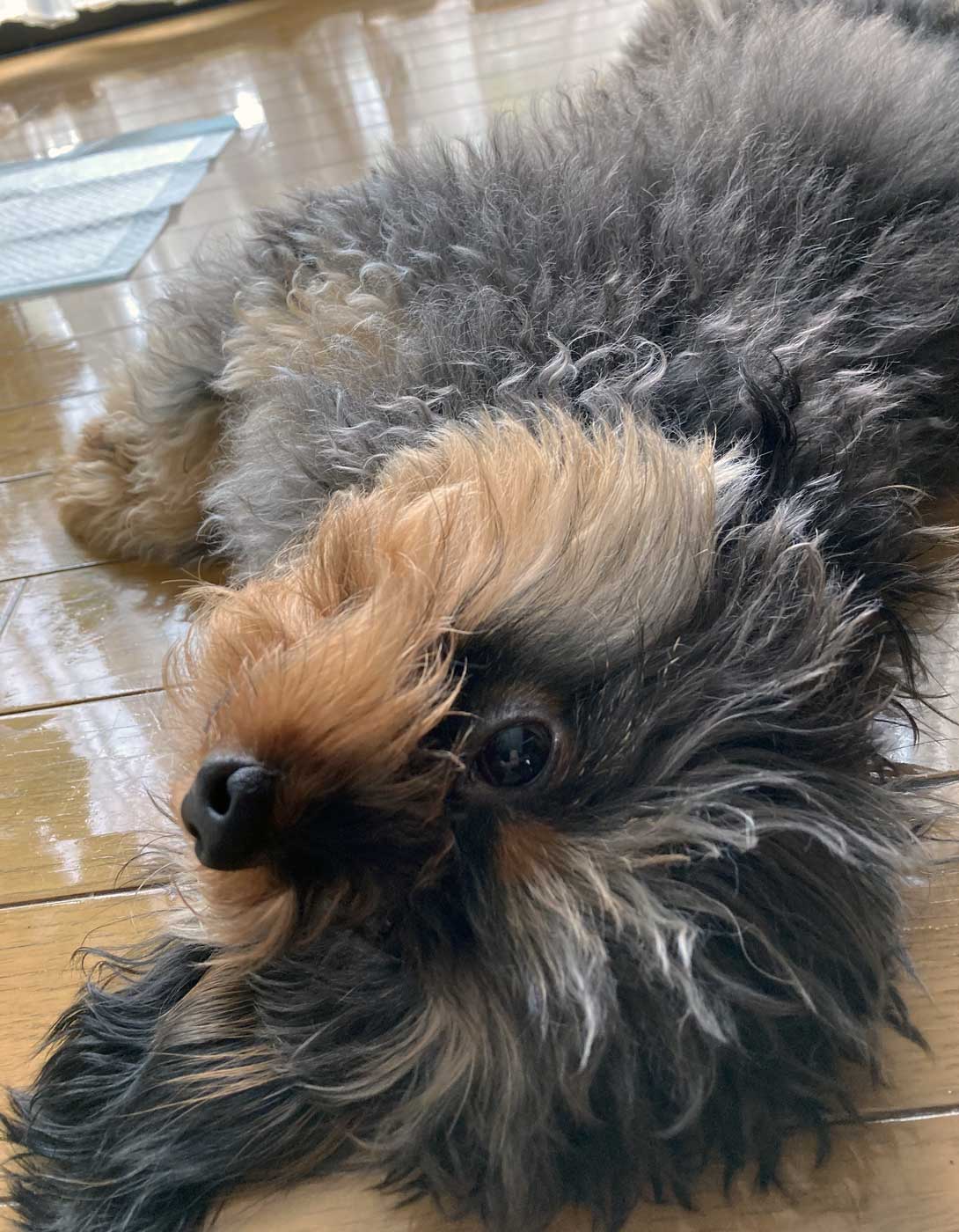 チワプーの成犬