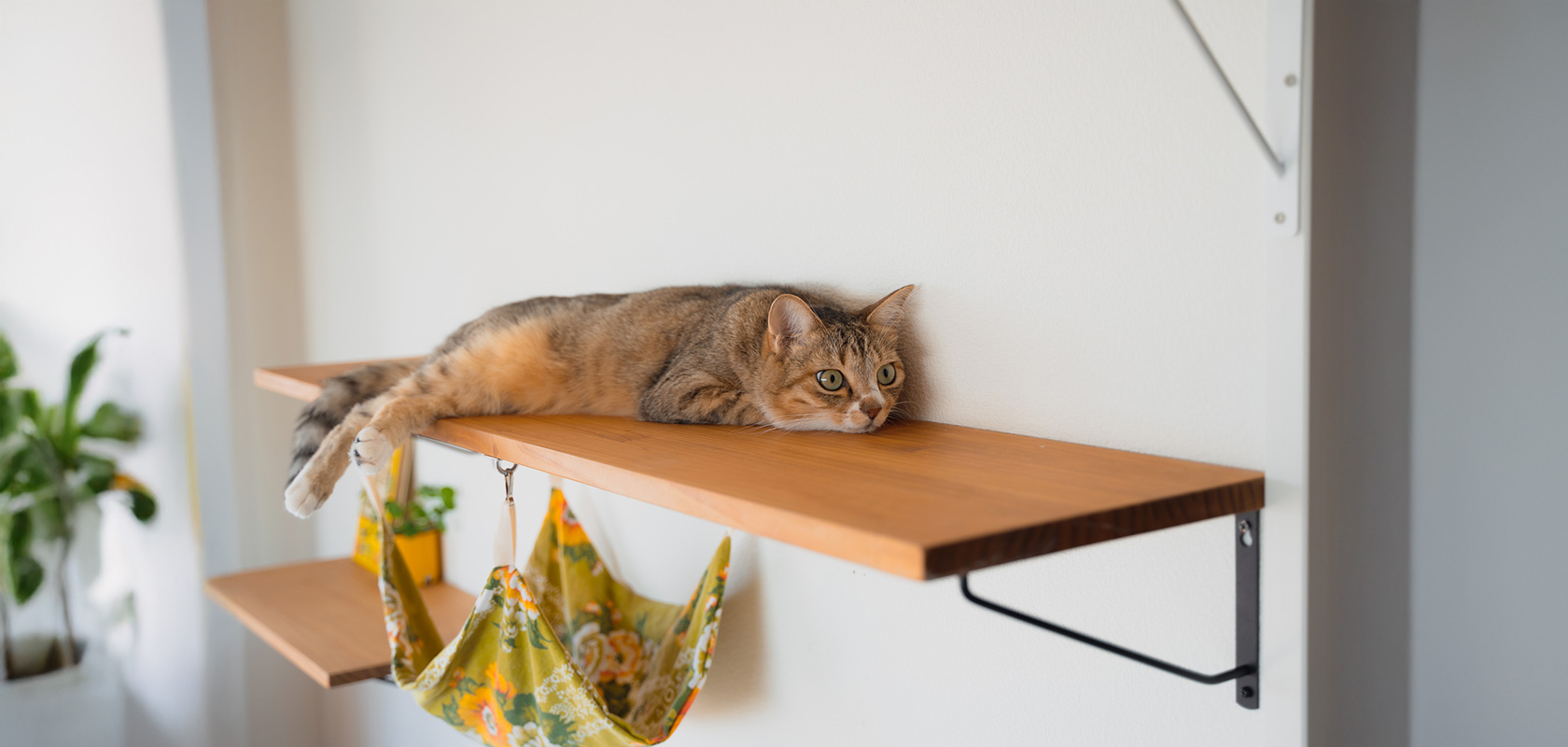 留守番でストレスを溜めないための注意点