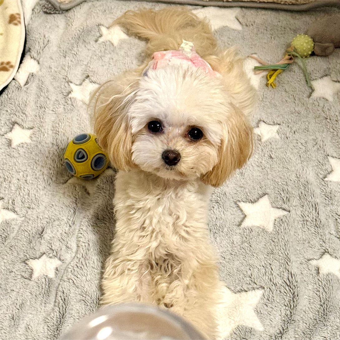マルプーの成犬