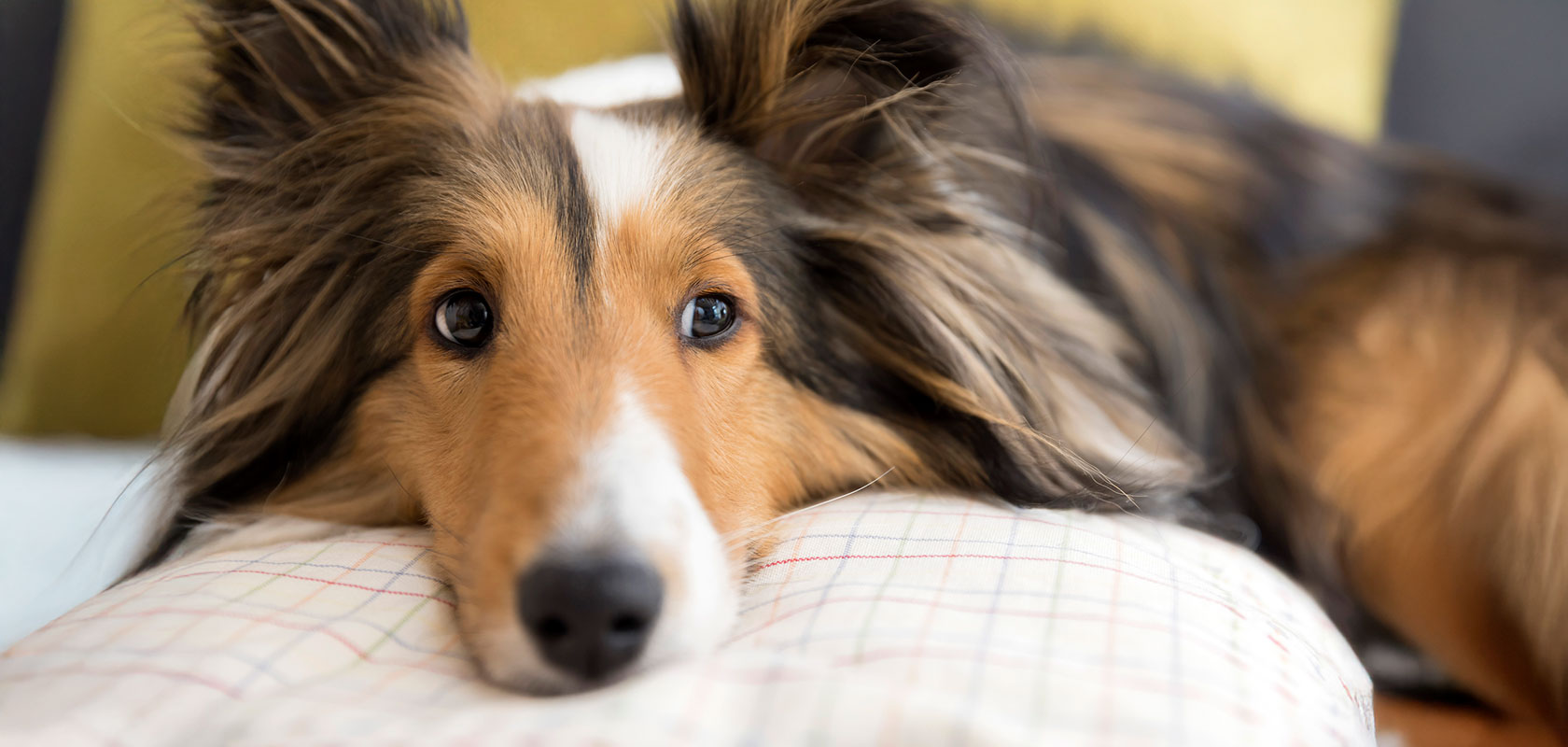 愛犬をお迎えする前に把握しておきたいポイント