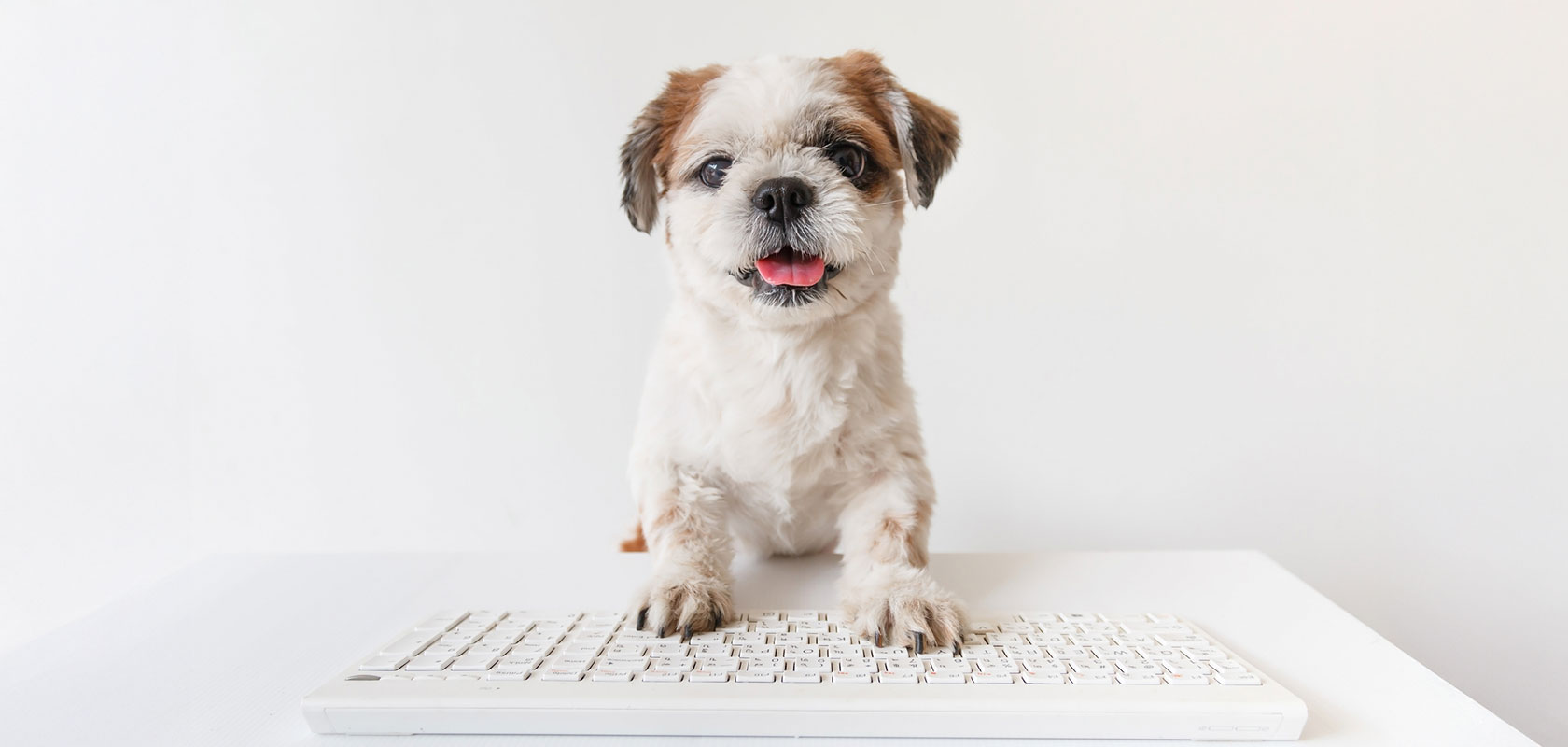 吠えにくい愛犬と穏やかな暮らしをはじめよう