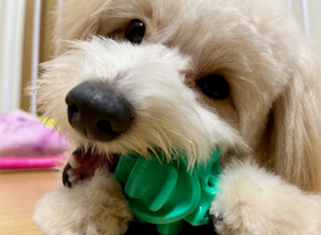 ポメプーの成犬