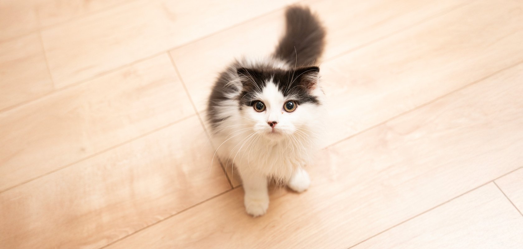 初心者におすすめの穏やかで人懐っこい猫種3選