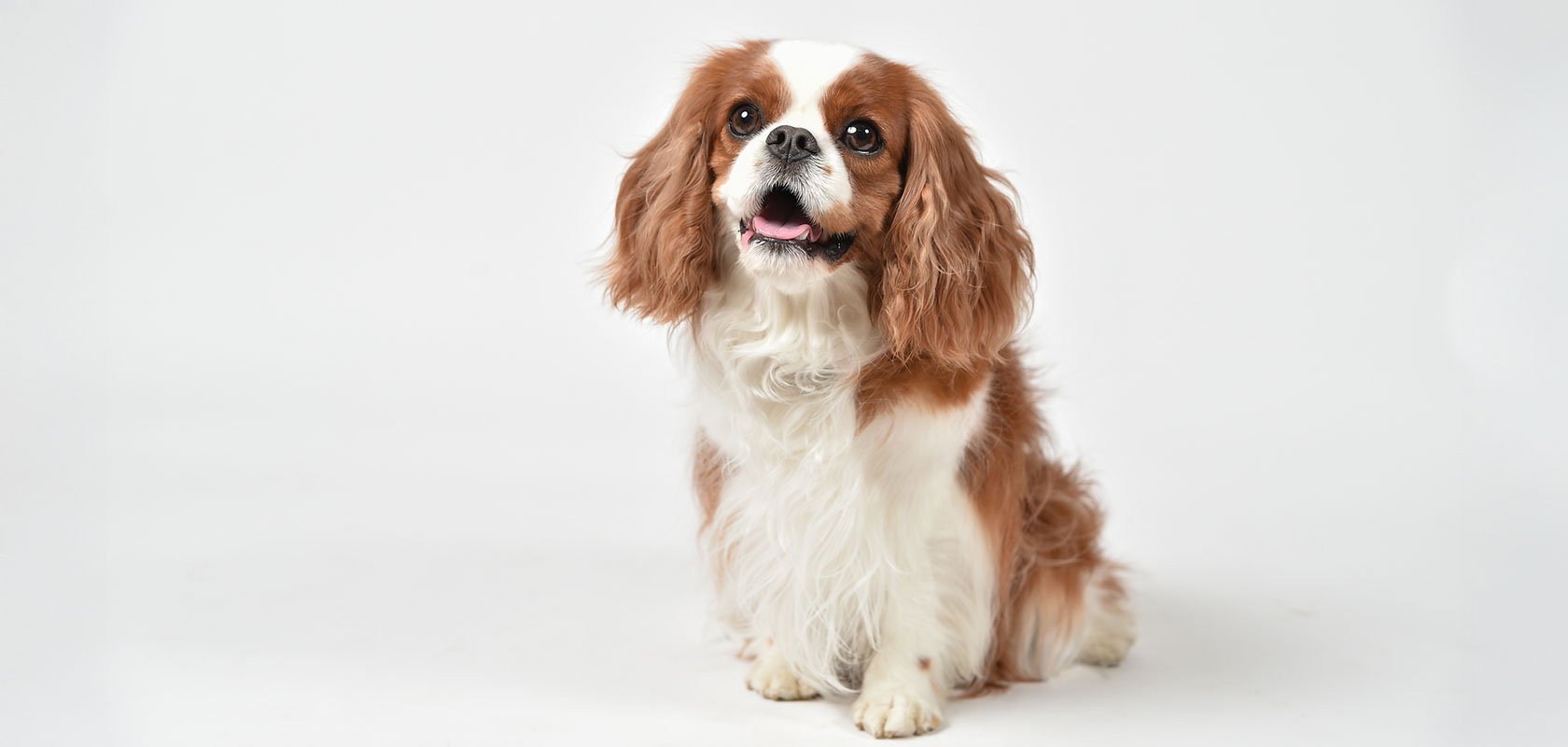 吠えない・吠えにくい犬種9選！吠えないワンちゃんの特徴や育てるポイントも解説