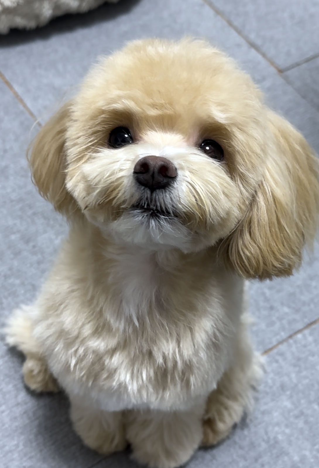 マルプーの成犬