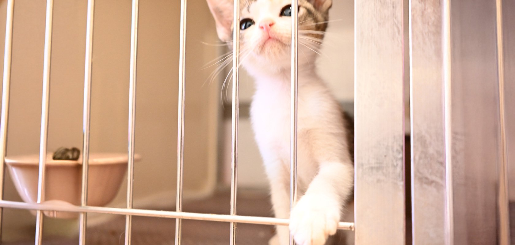 そもそもネコちゃんにケージは必要?