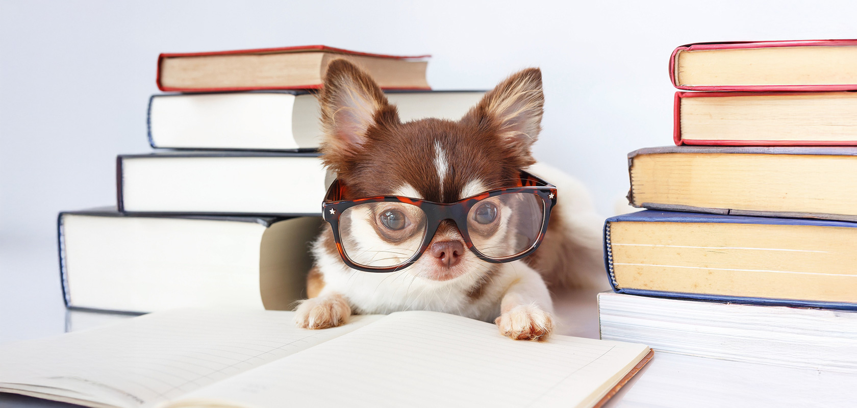賢い犬種9選!3つの種類や賢いワンちゃんに育てるポイントも解説