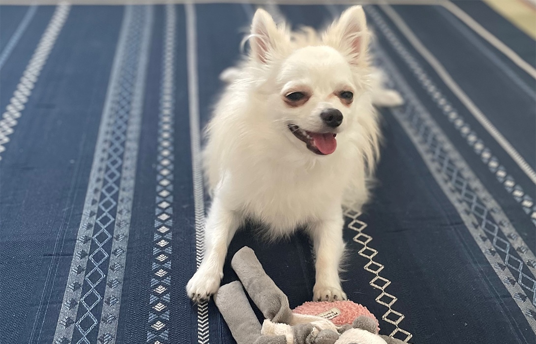 ポメチワの成犬