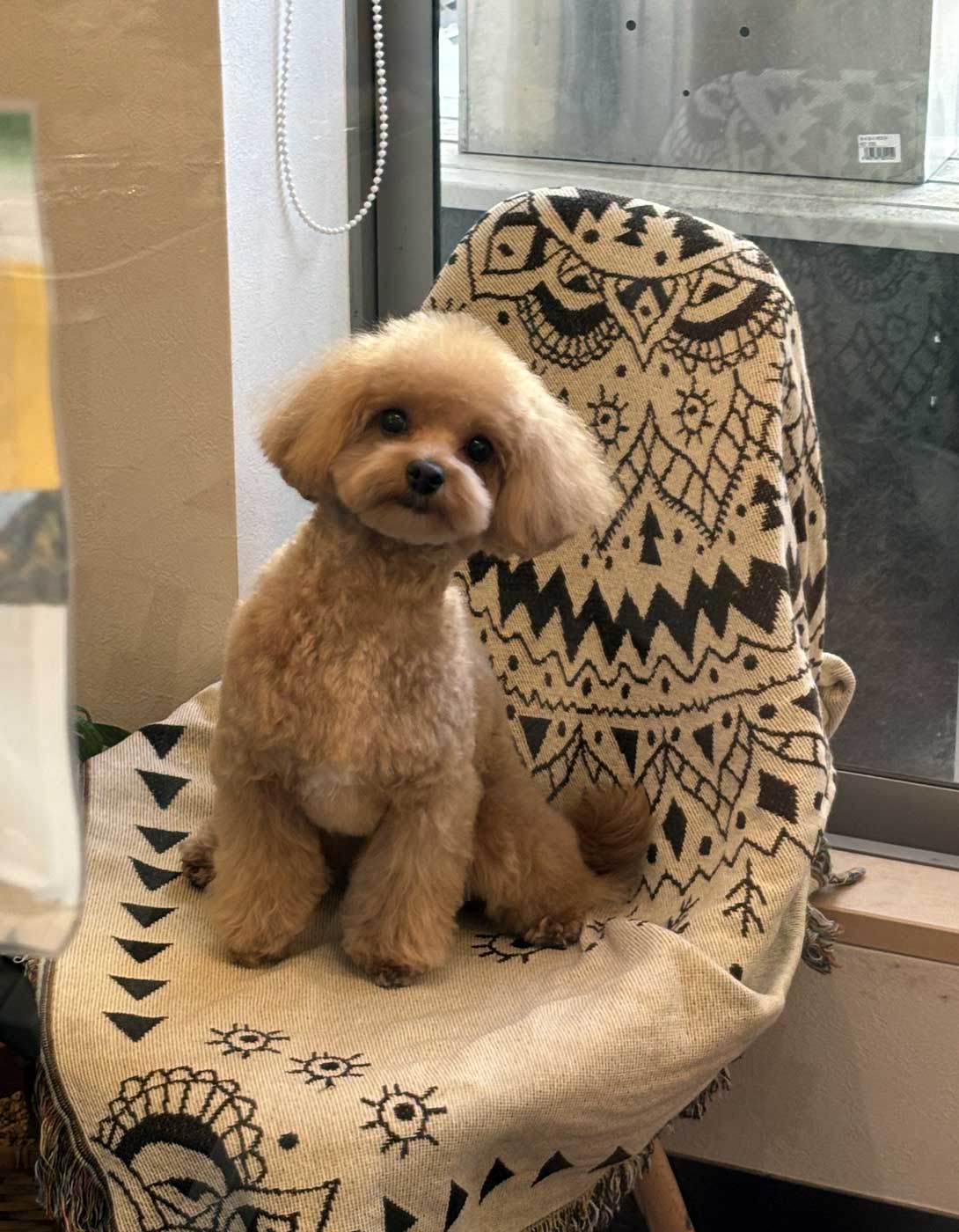 マルプーの成犬