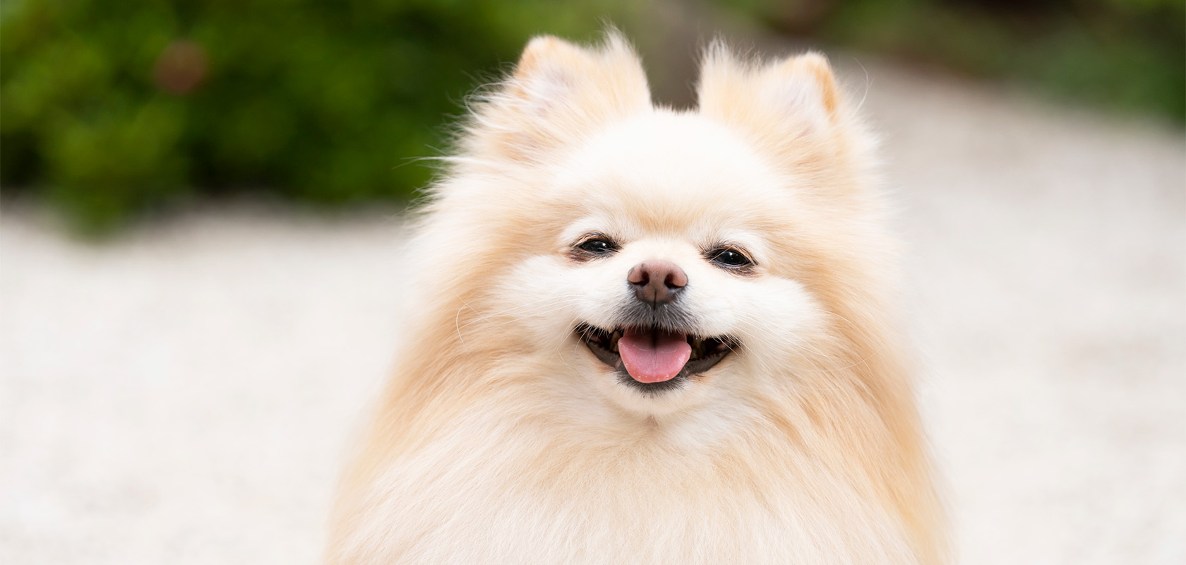 初めて愛犬を飼うための準備は?費用や後悔しないポイントも解説