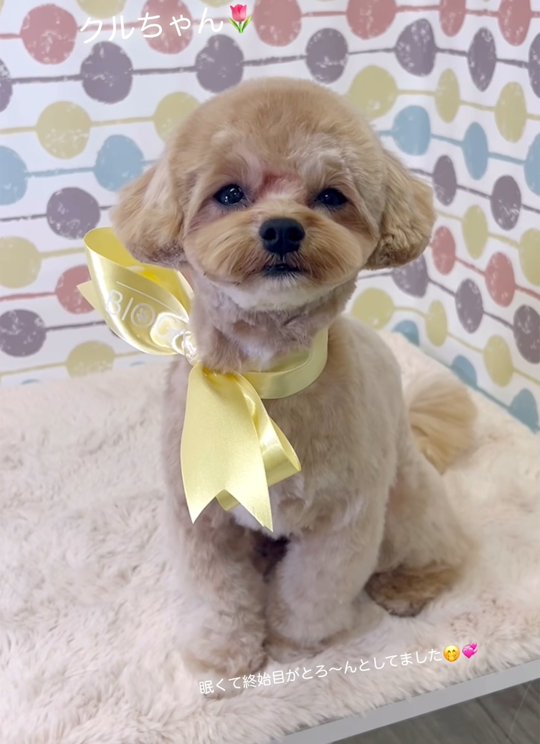 マルプーの成犬