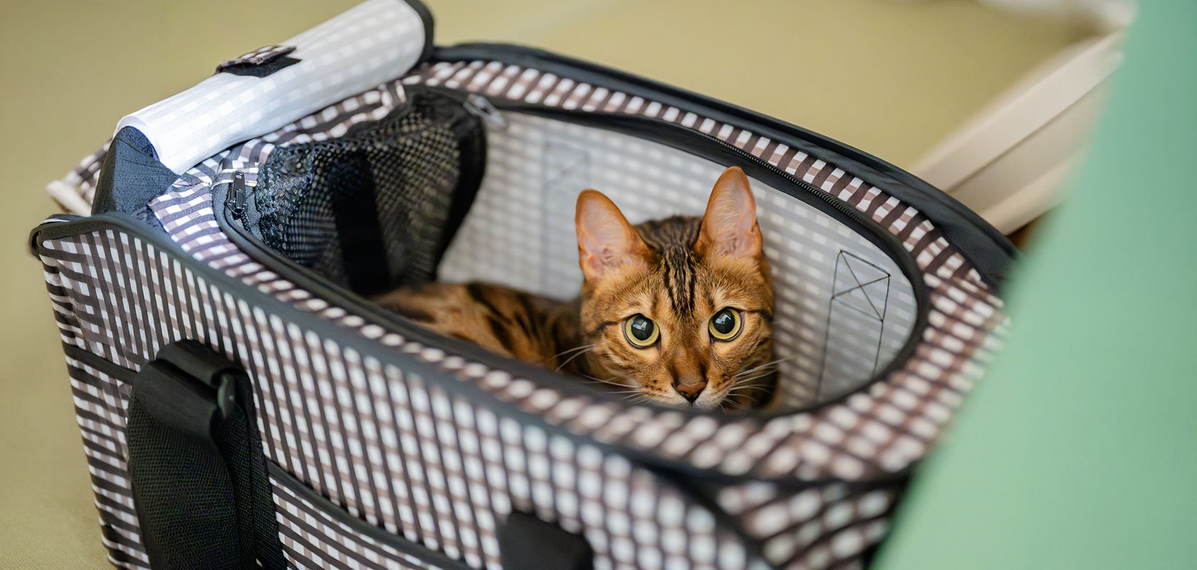 おとなしいネコちゃんの育て方