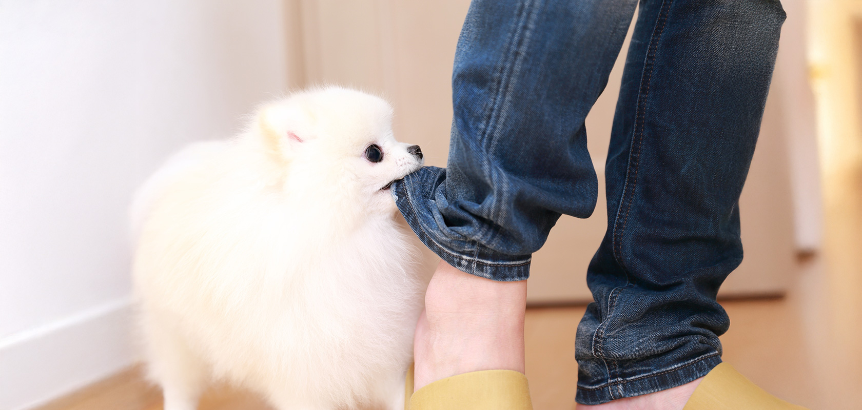 3つの問題行動別に見る子犬のしつけ