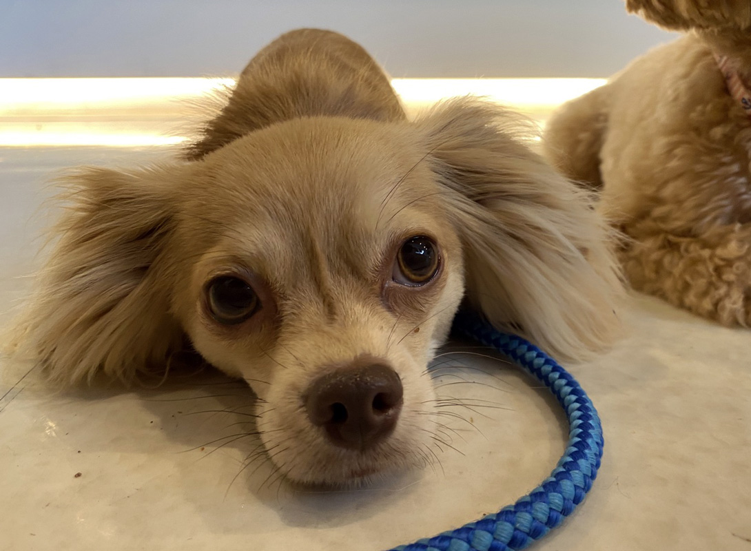 チワックスの成犬