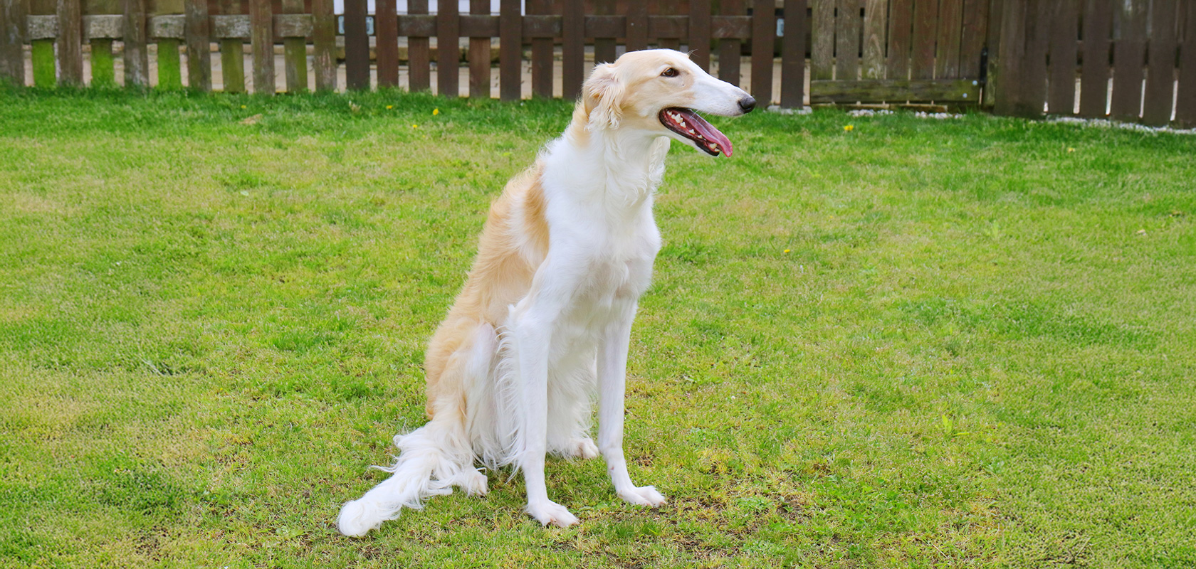 比較的暑さに強い犬種の特徴