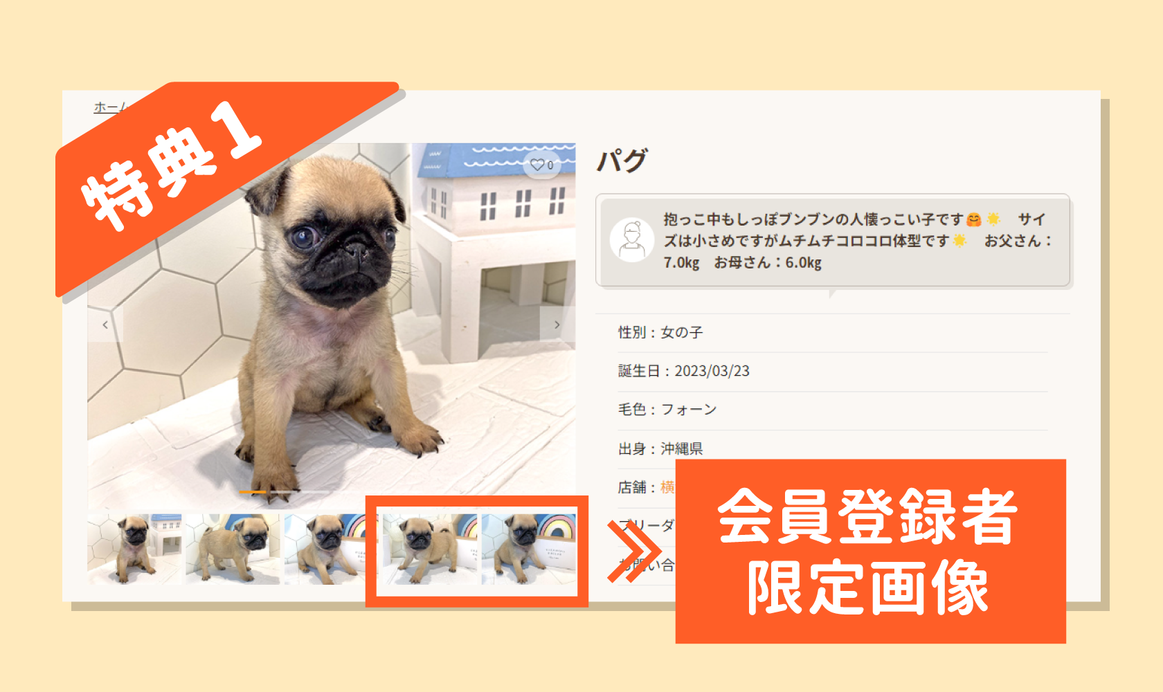 会員登録限定画像