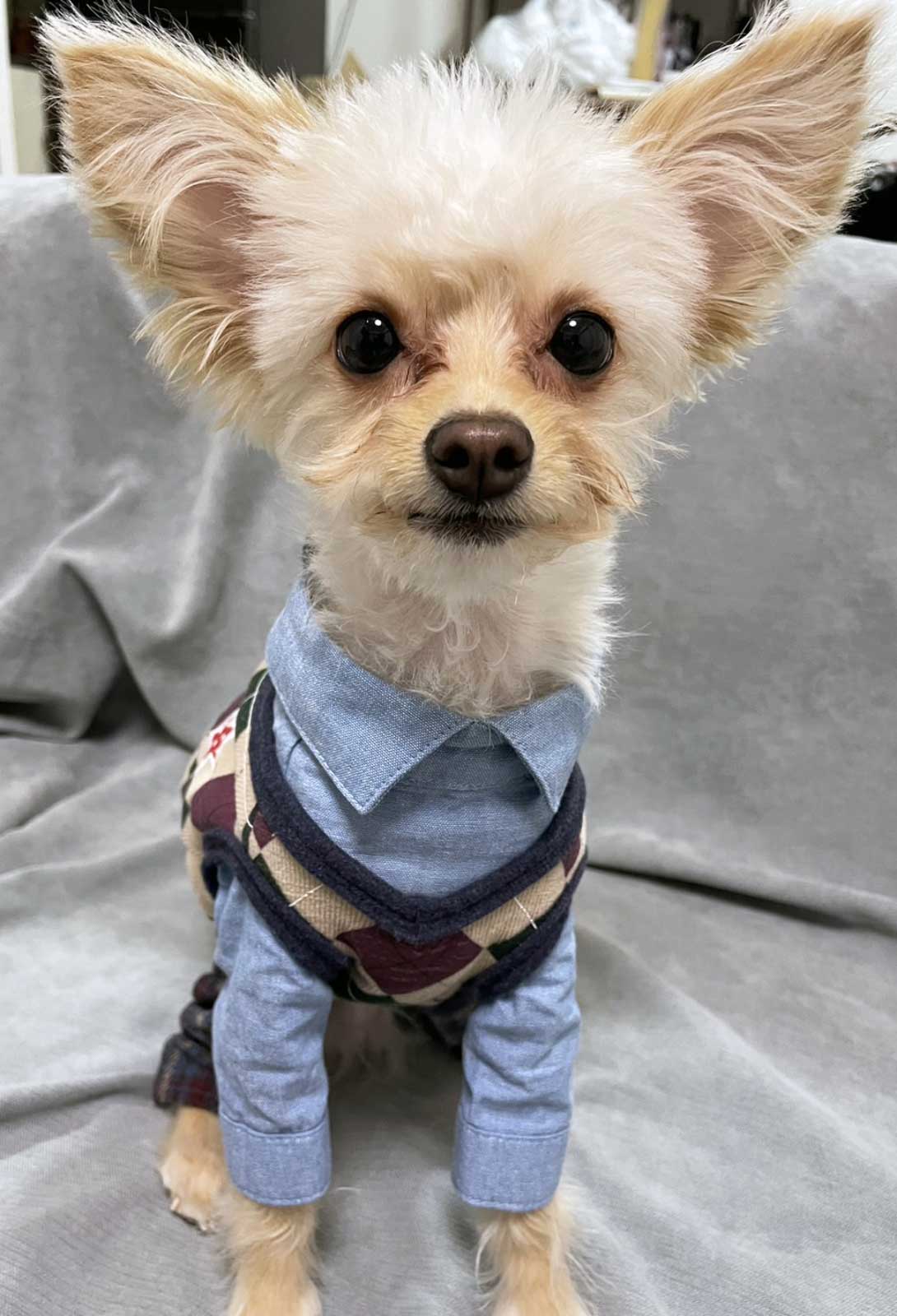 チワプーの成犬