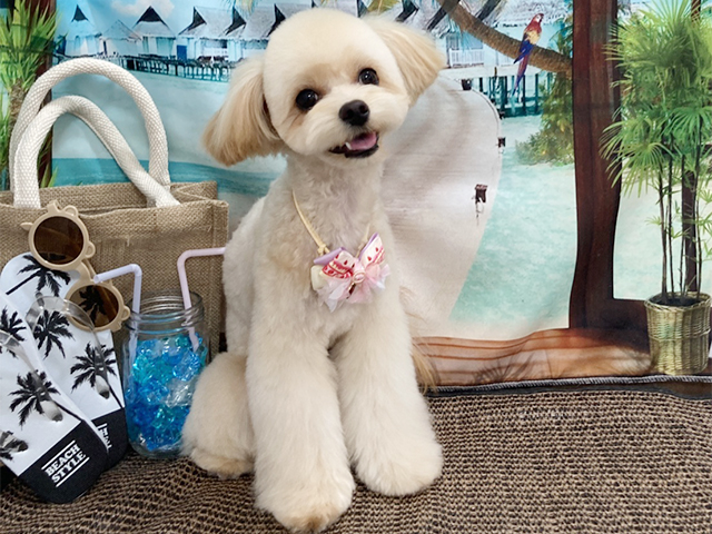 チワプーの成犬