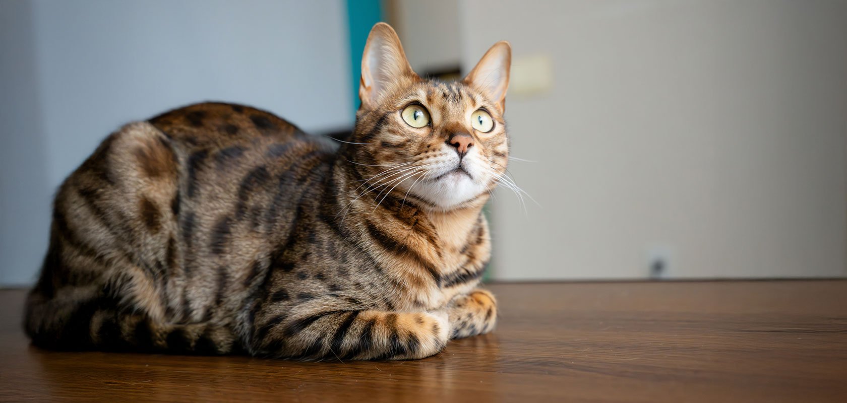 猫アレルギーでも飼えるネコちゃんの特徴