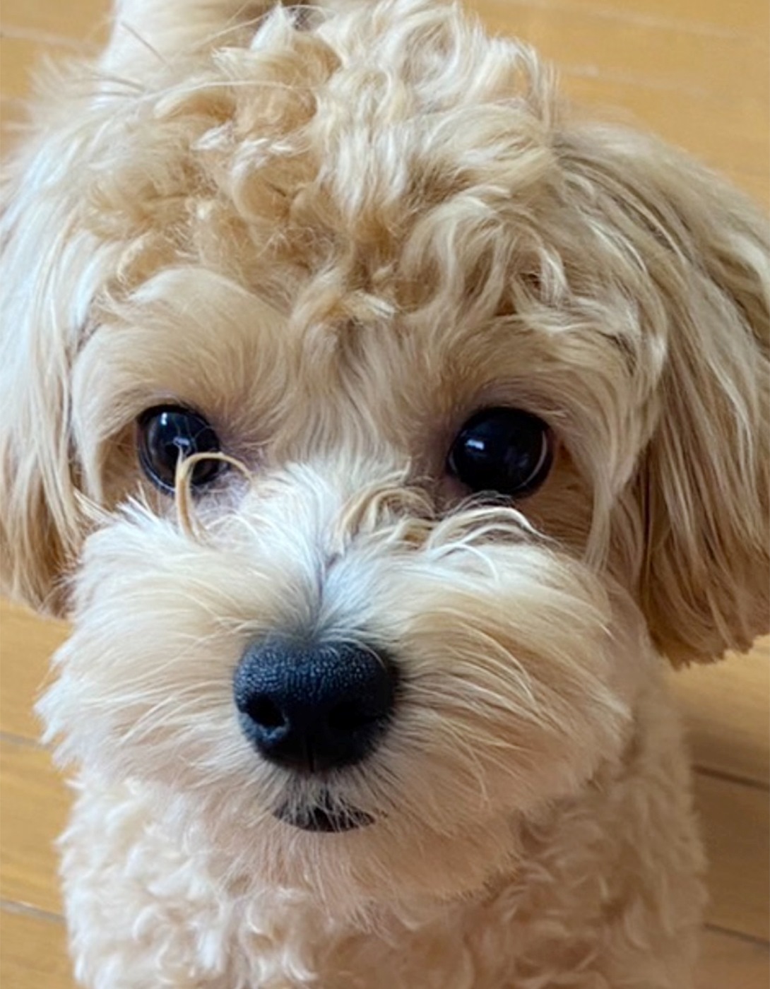 マルプーの成犬