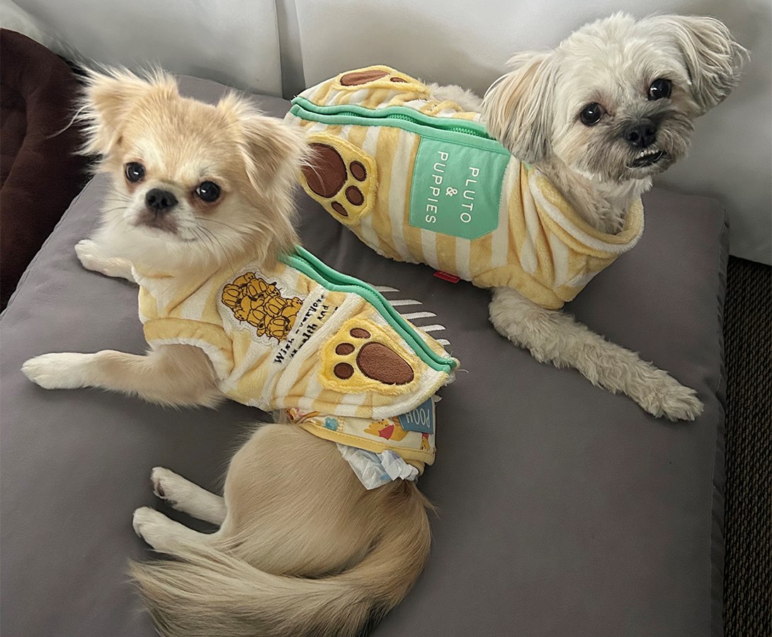 チワペキの成犬