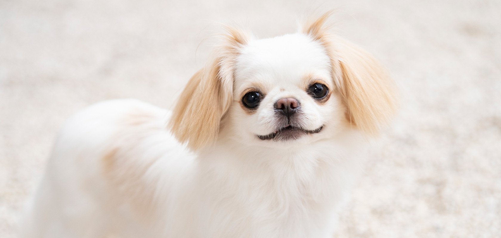 運動量が少ない初心者向けの犬種