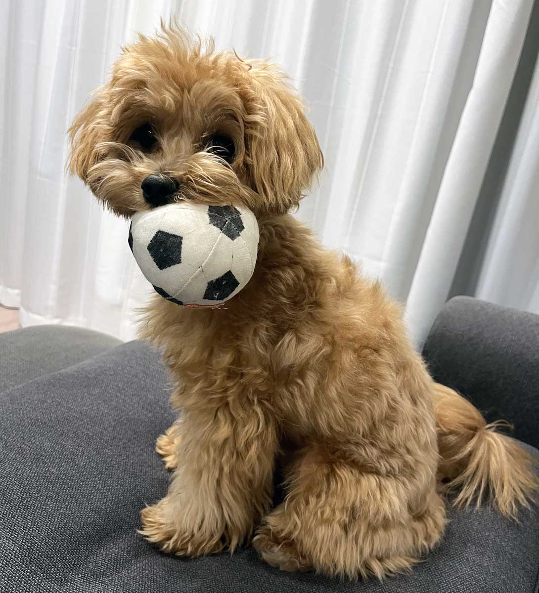 マルプーの成犬