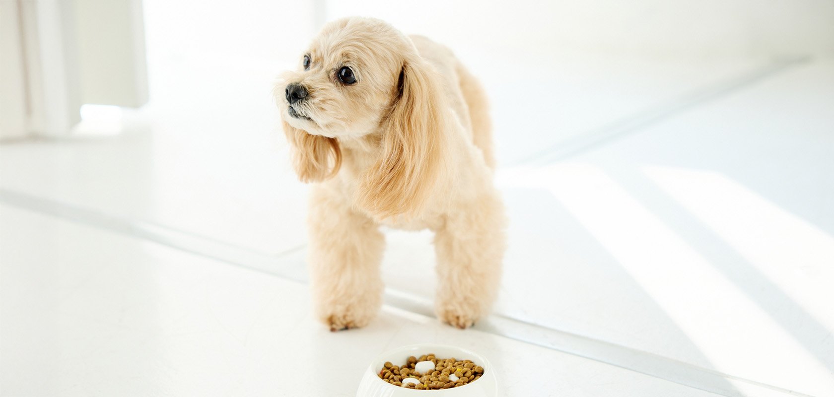 愛犬をお迎えする前に把握しておきたいポイント