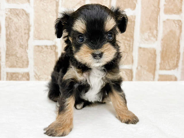 チワプーの子犬