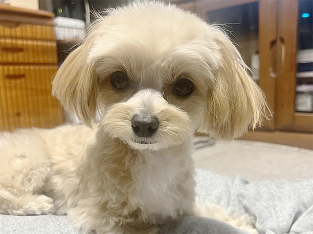 チワプーの成犬