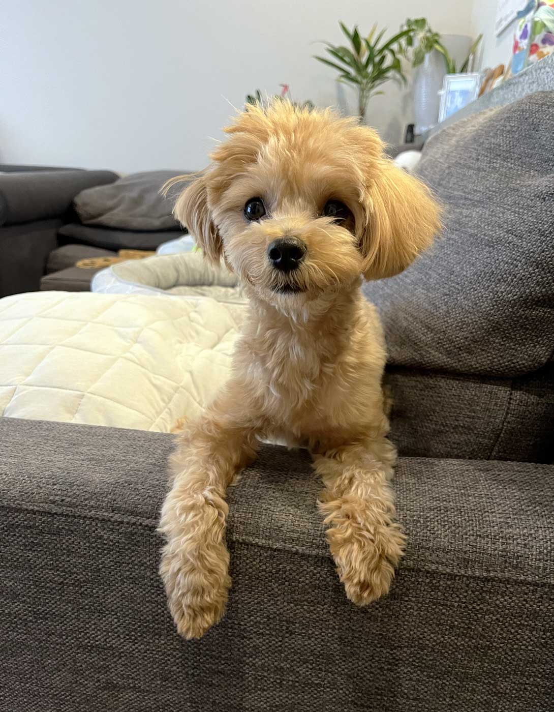 マルプーの成犬