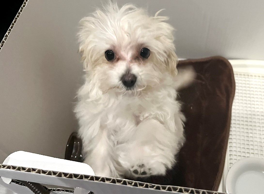 マルプーの成犬