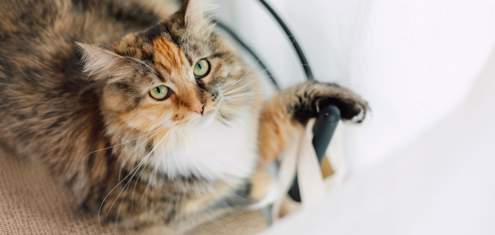 おとなしいネコちゃんの外見的な見分け方