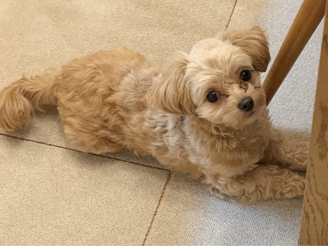 チワプーの成犬