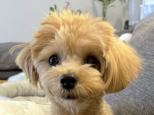 マルプーの成犬