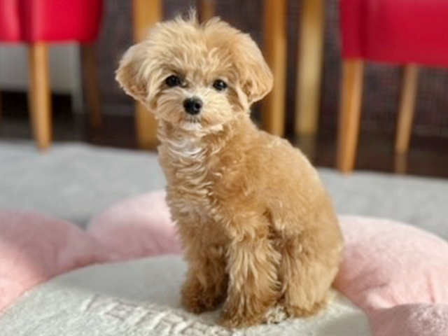 マルプーの成犬