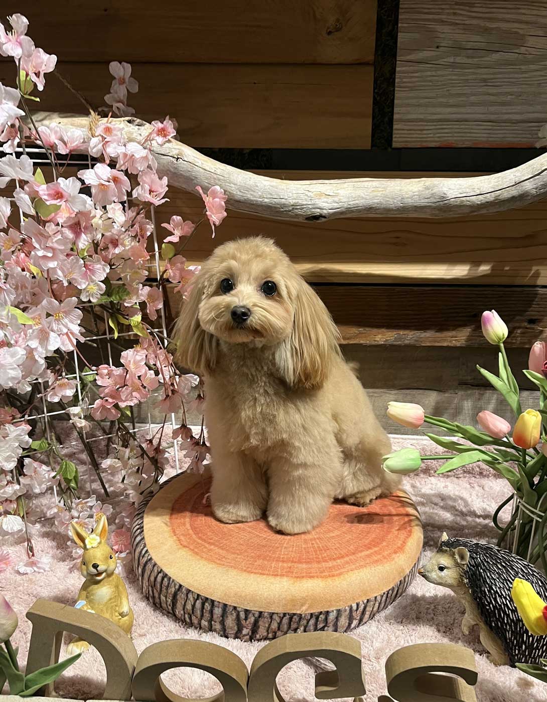 マルプーの成犬