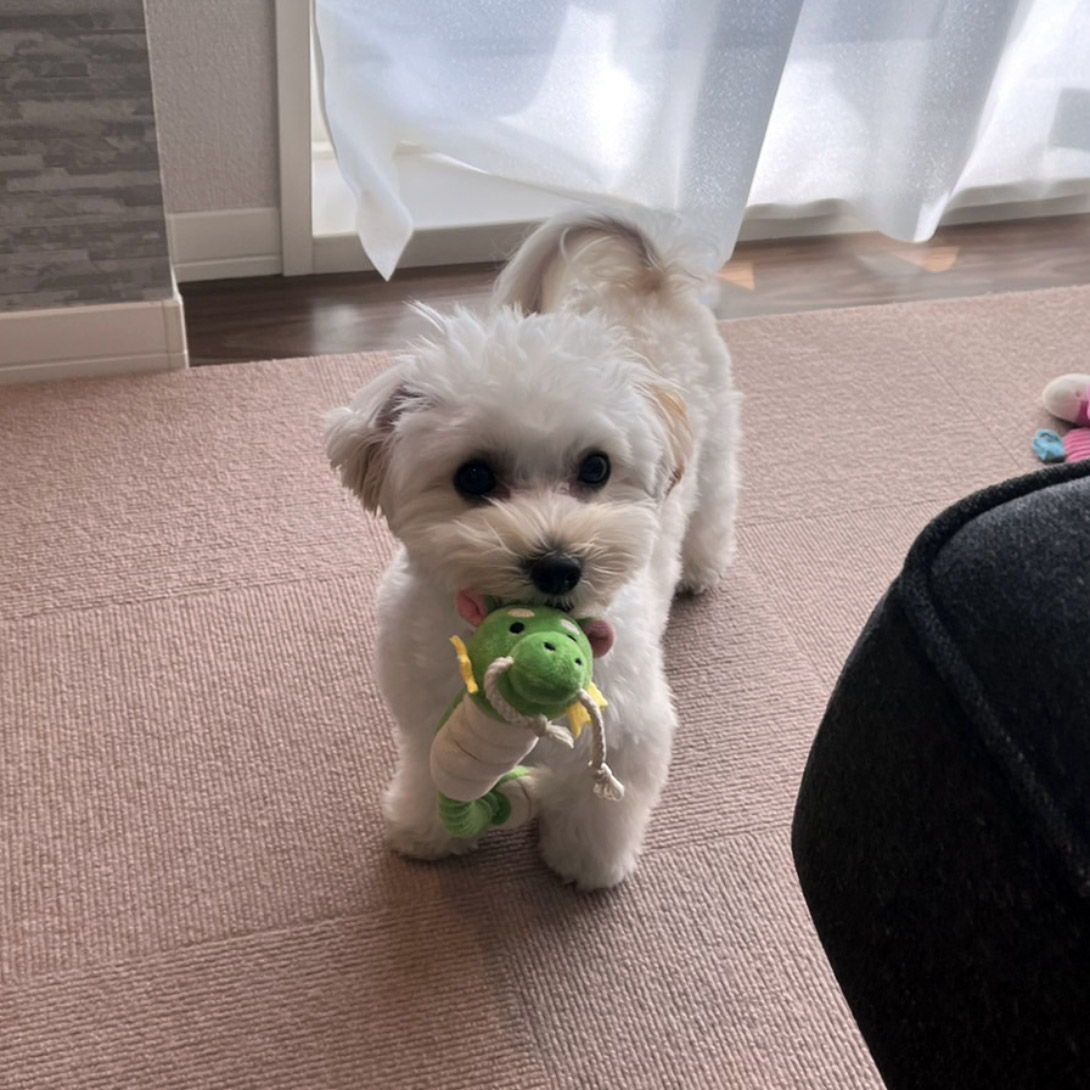 マルプーの成犬