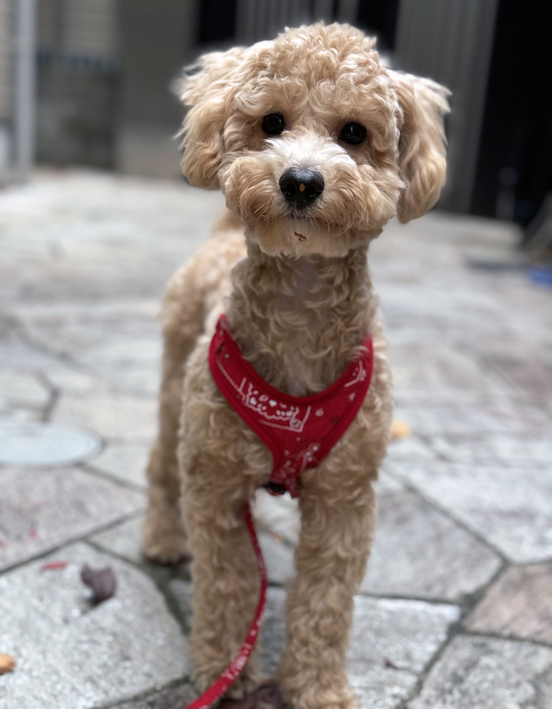 マルプーの成犬