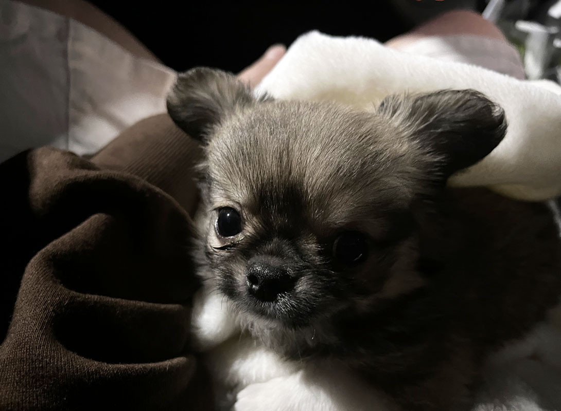 チワペキの成犬