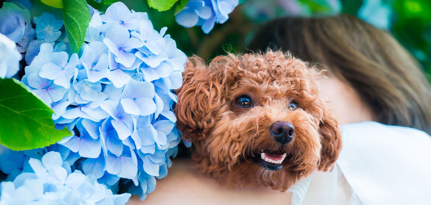 初心者向けの犬種12選を特徴別に紹介!育て方・注意点も解説