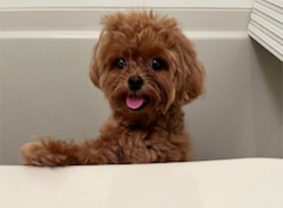 マルプーの成犬