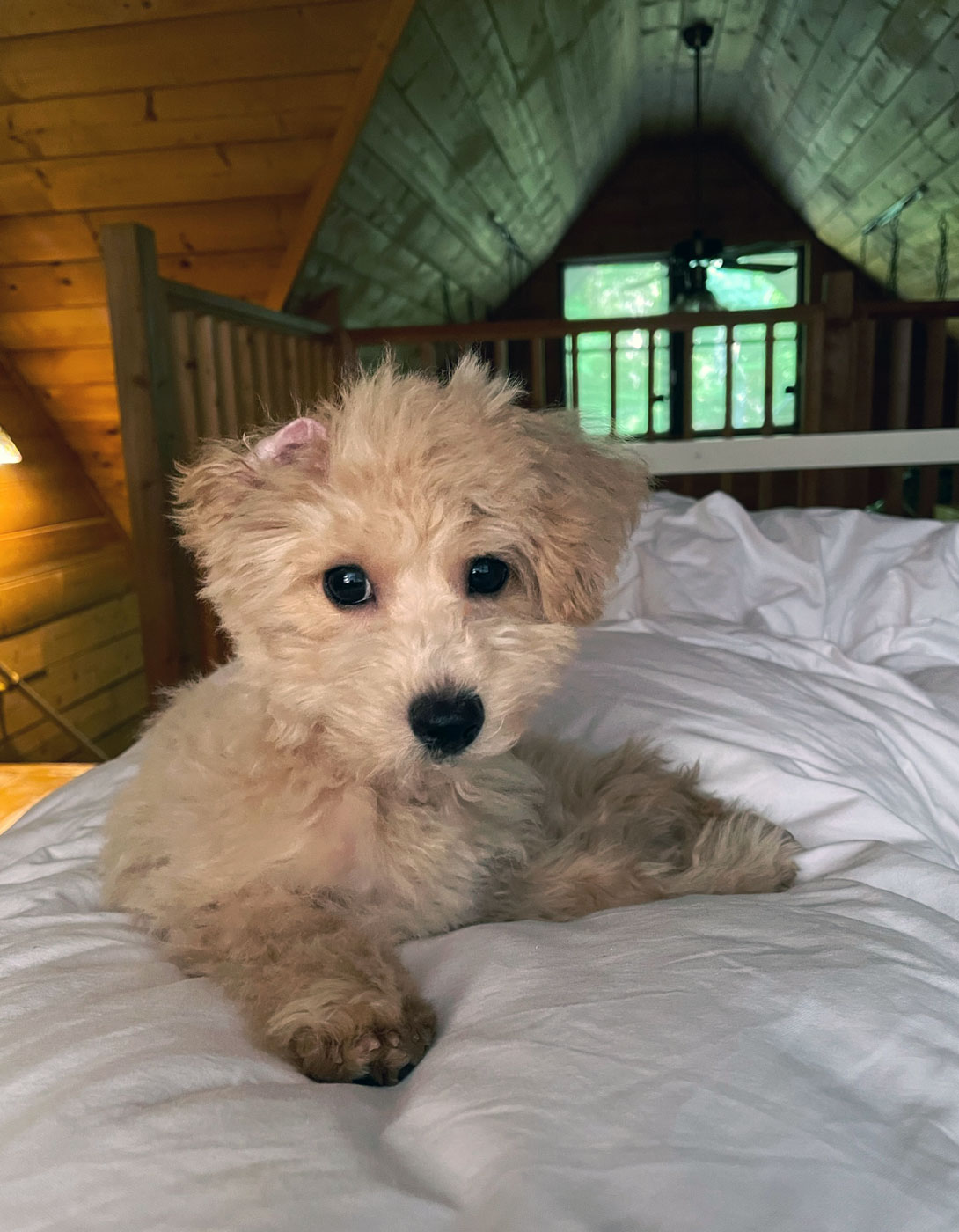 マルプーの成犬