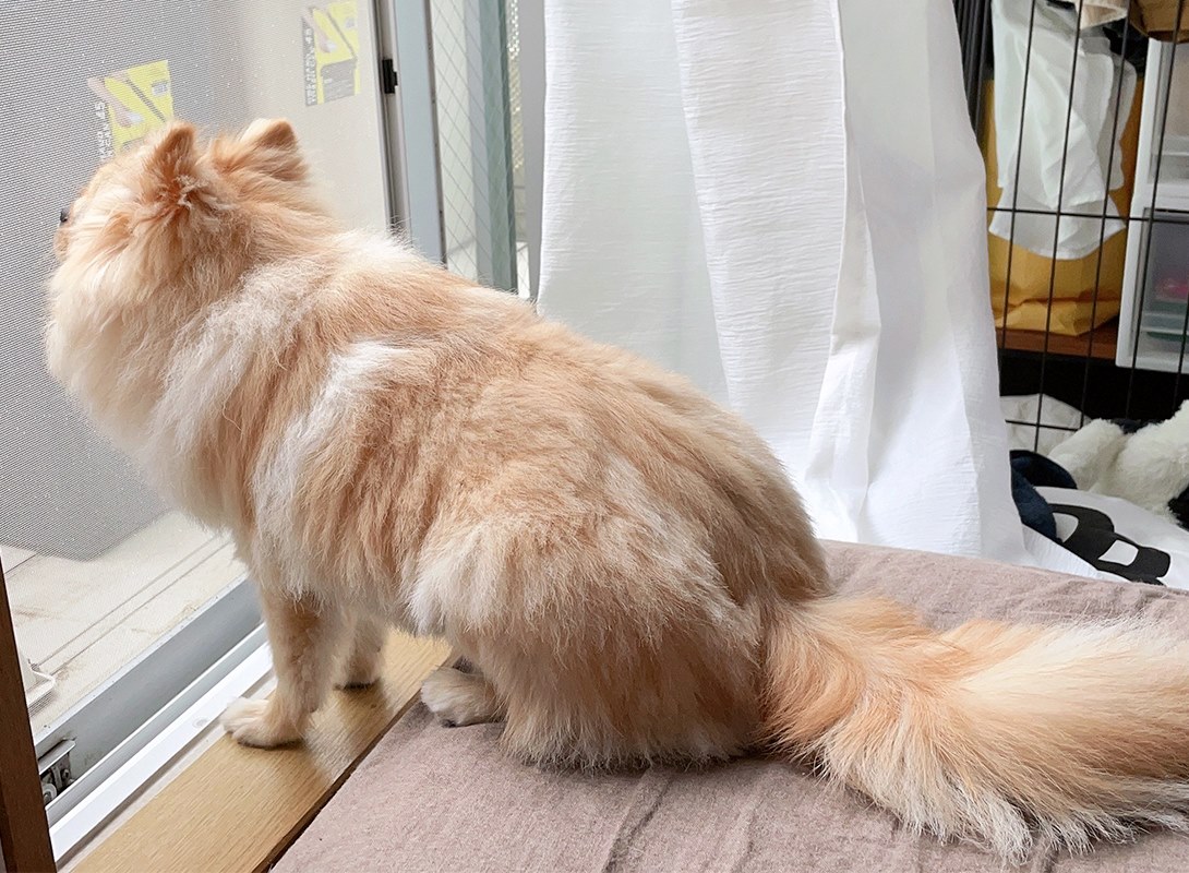 ポメチワの成犬