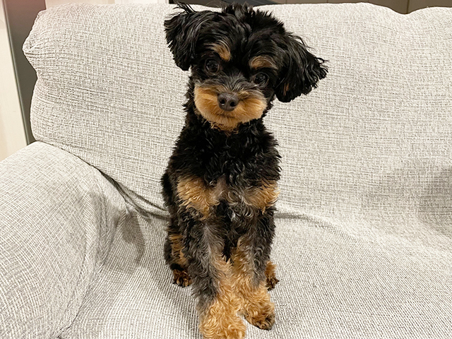 チワプーの成犬