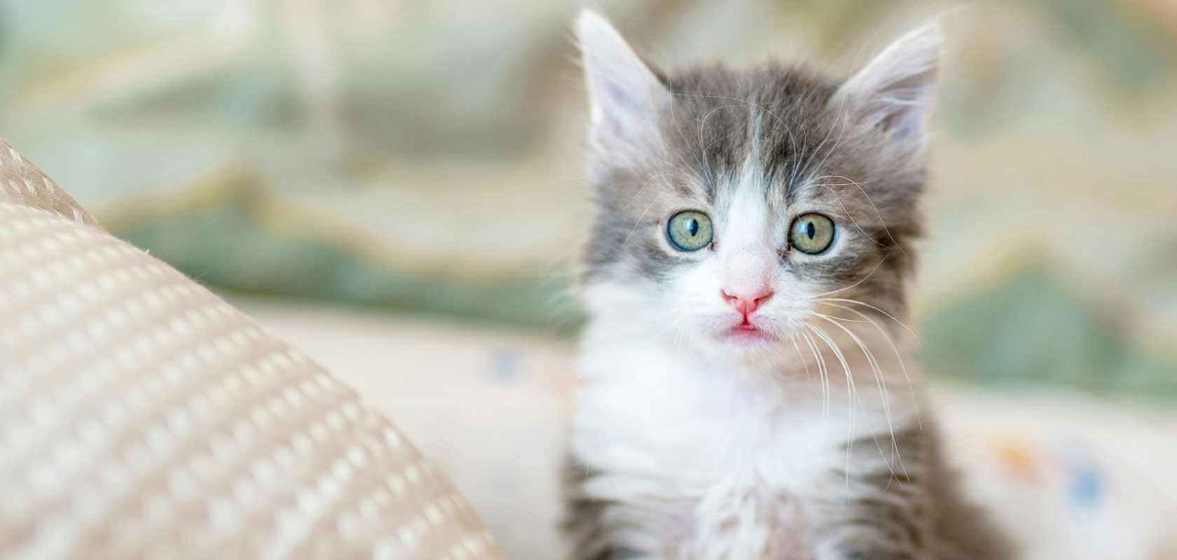 ネコちゃんの目の健康