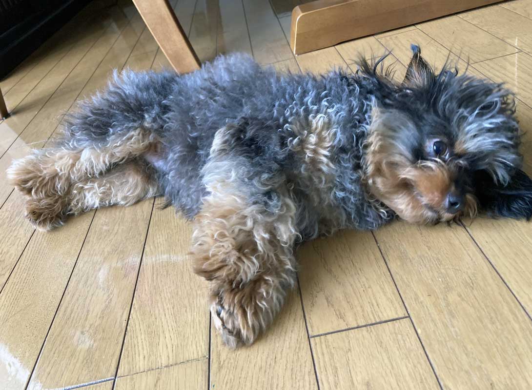 チワプーの成犬