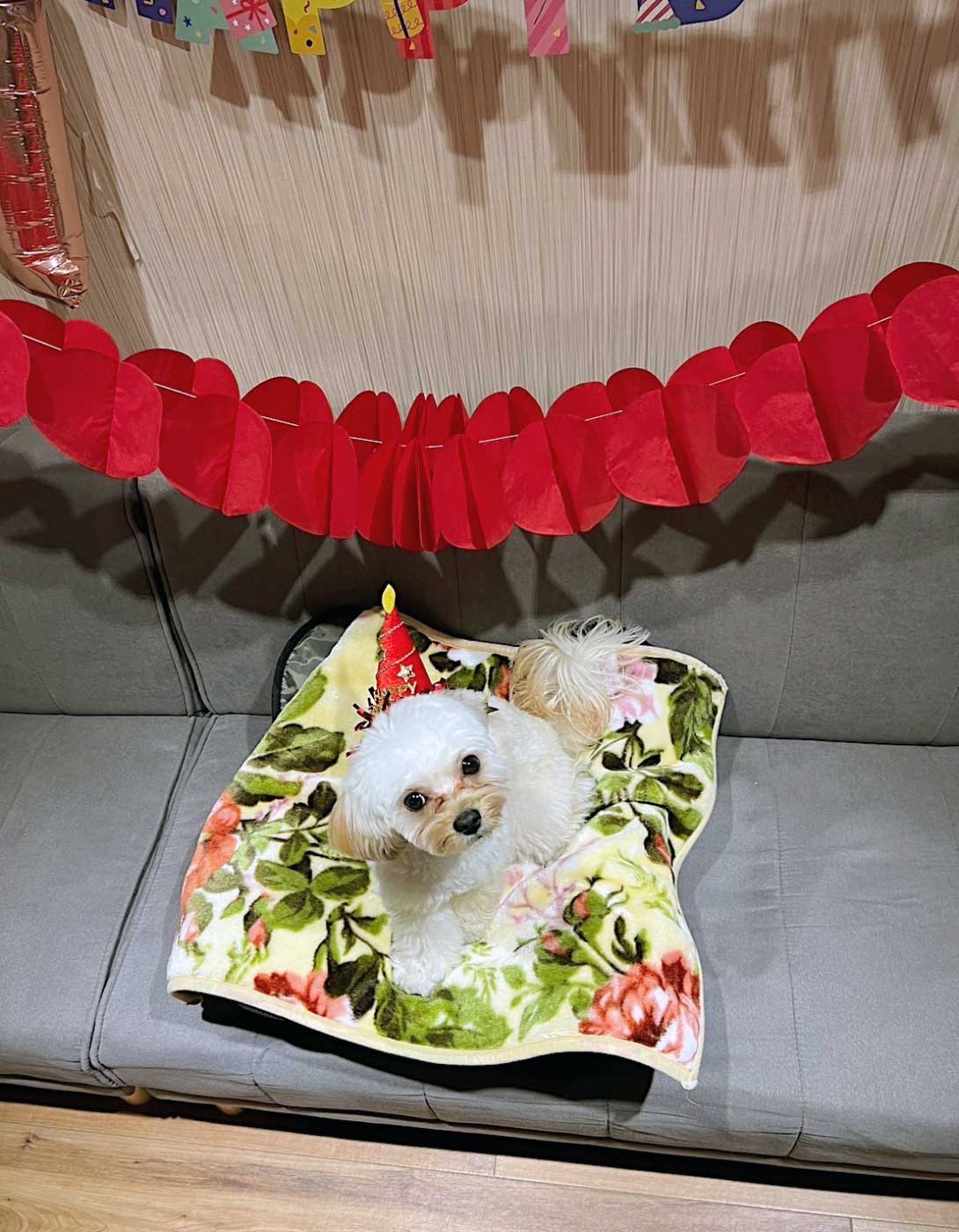 チワプーの成犬